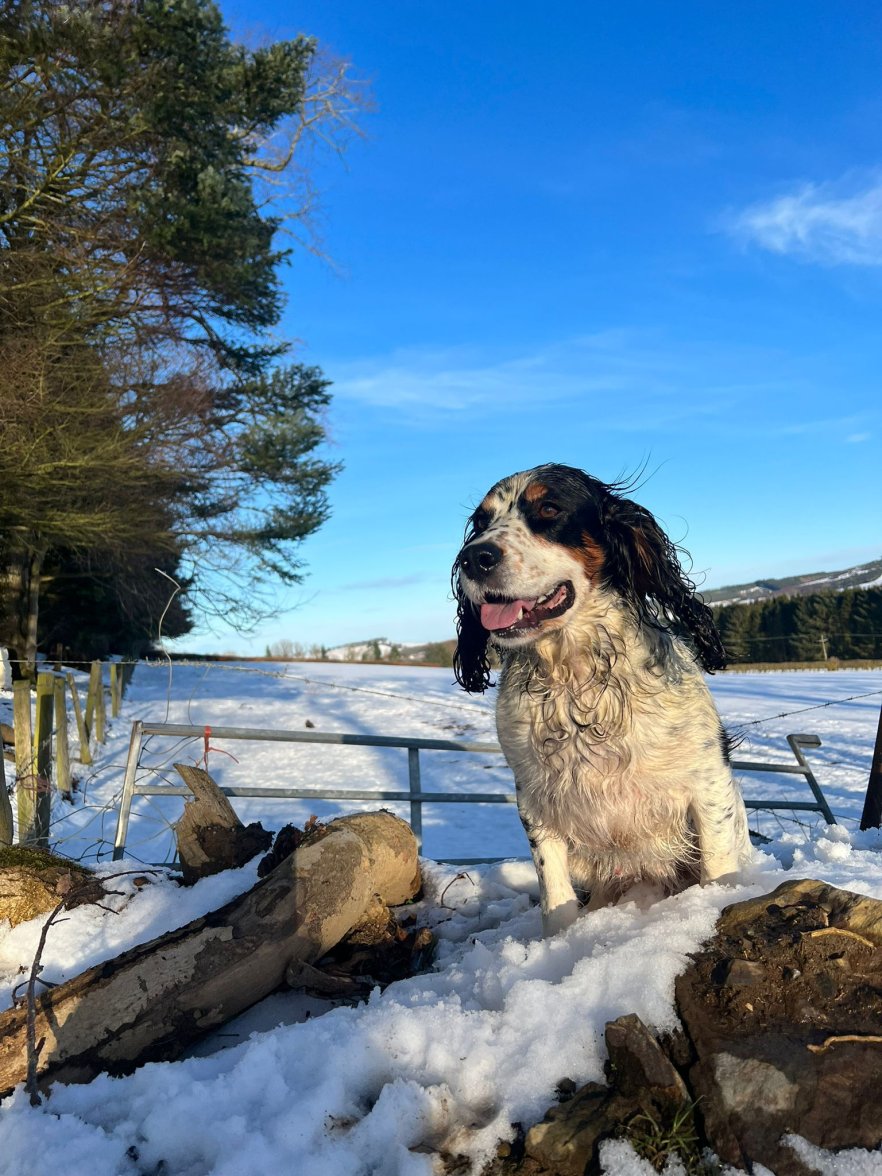 INCA BOGNIE 7 190124.jpg