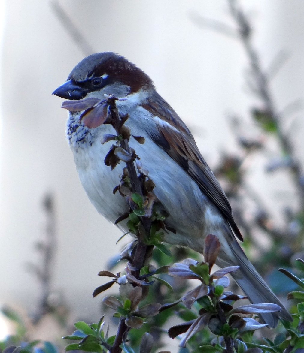 COCK SPARROW 36 020224.jpg