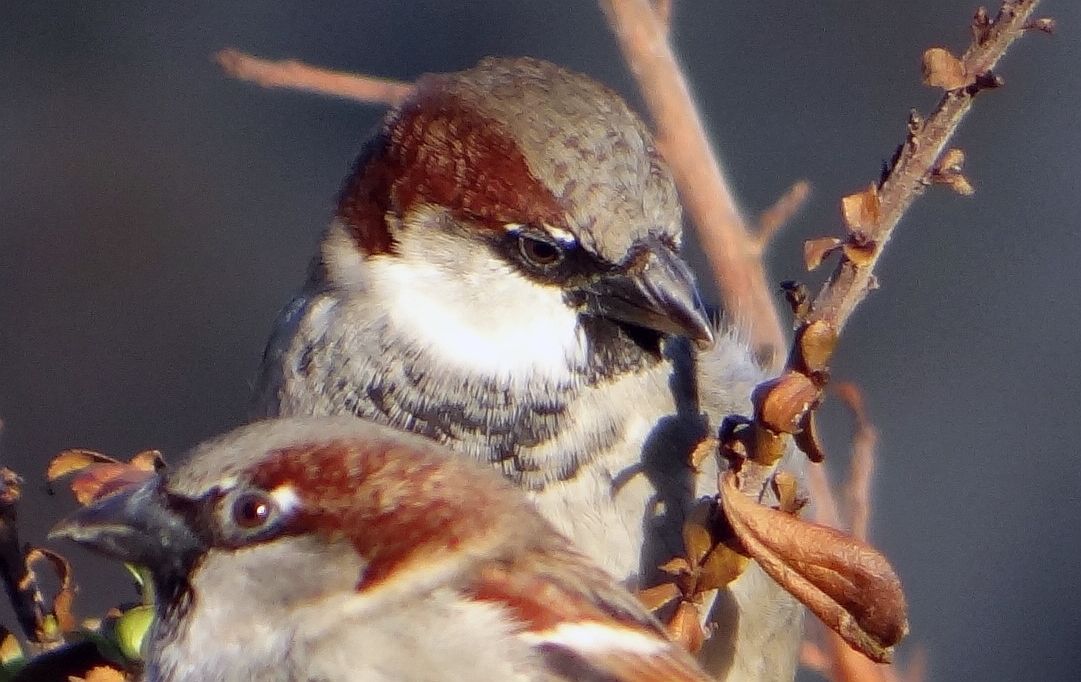 COCK SPARROW 37 030224.jpg