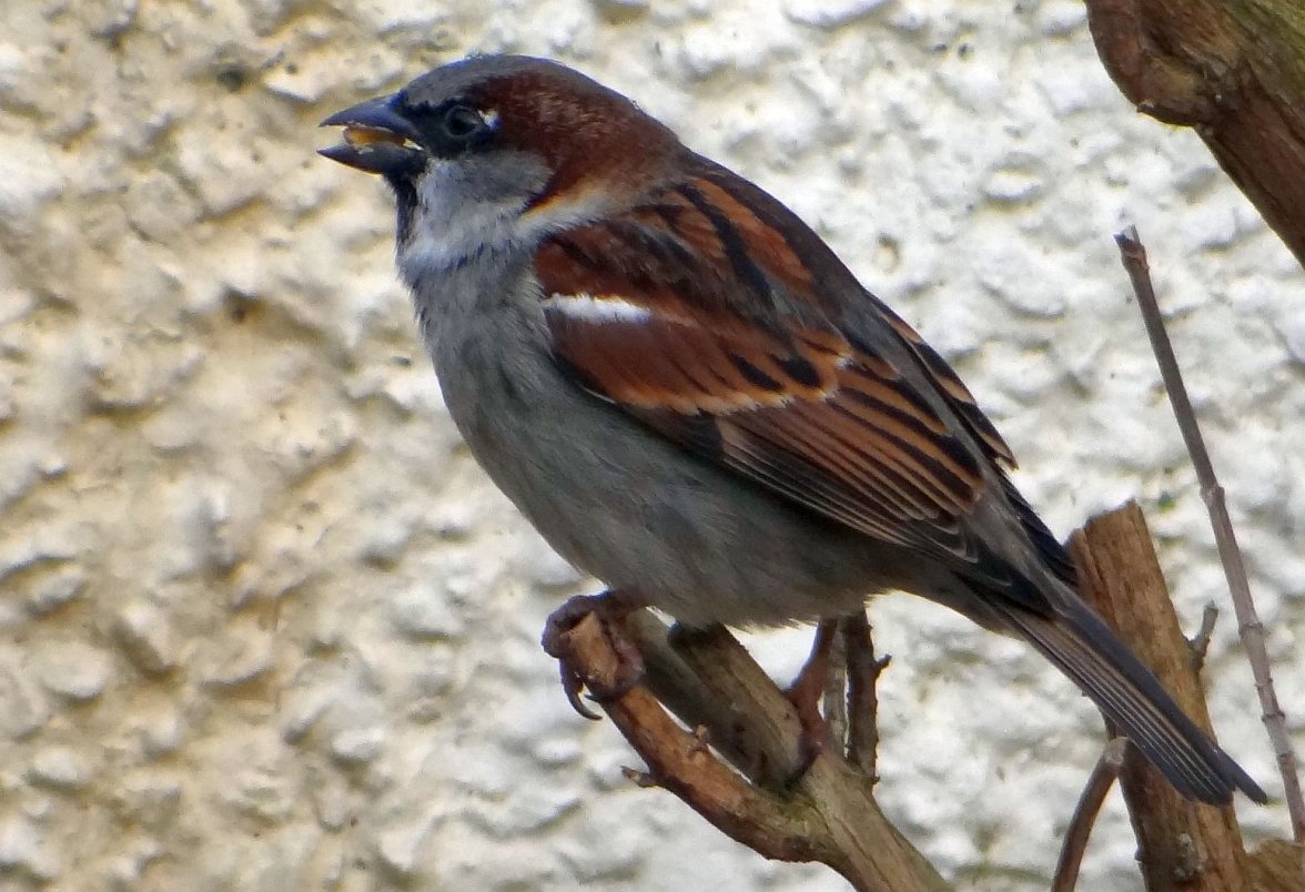 COCK SPARROW 38 040224.jpg