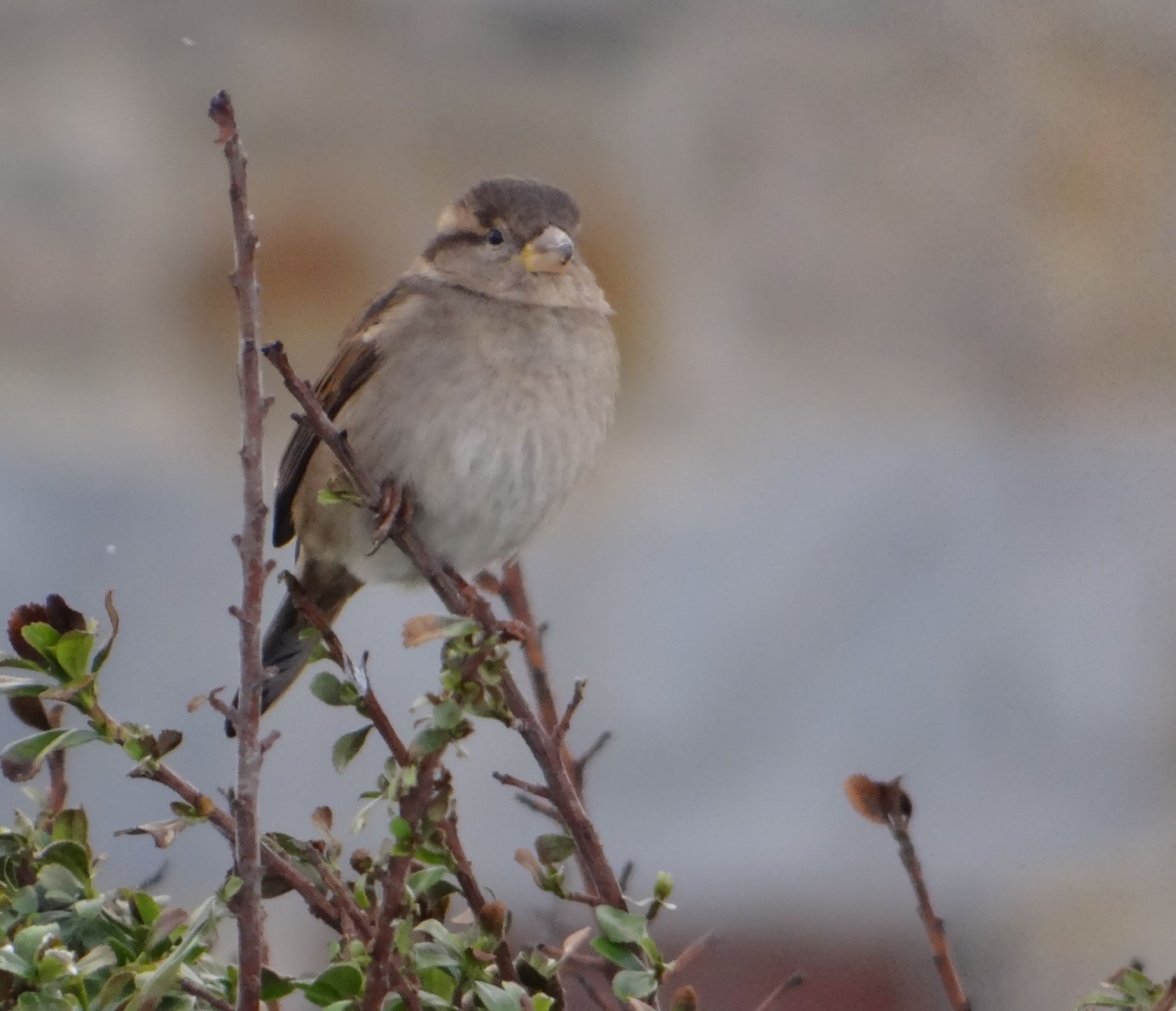 HEN SPARROW 68 180124.jpg