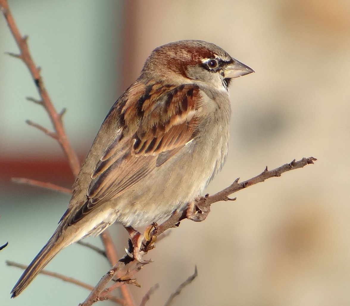 SPARROWS 53 020224.jpg