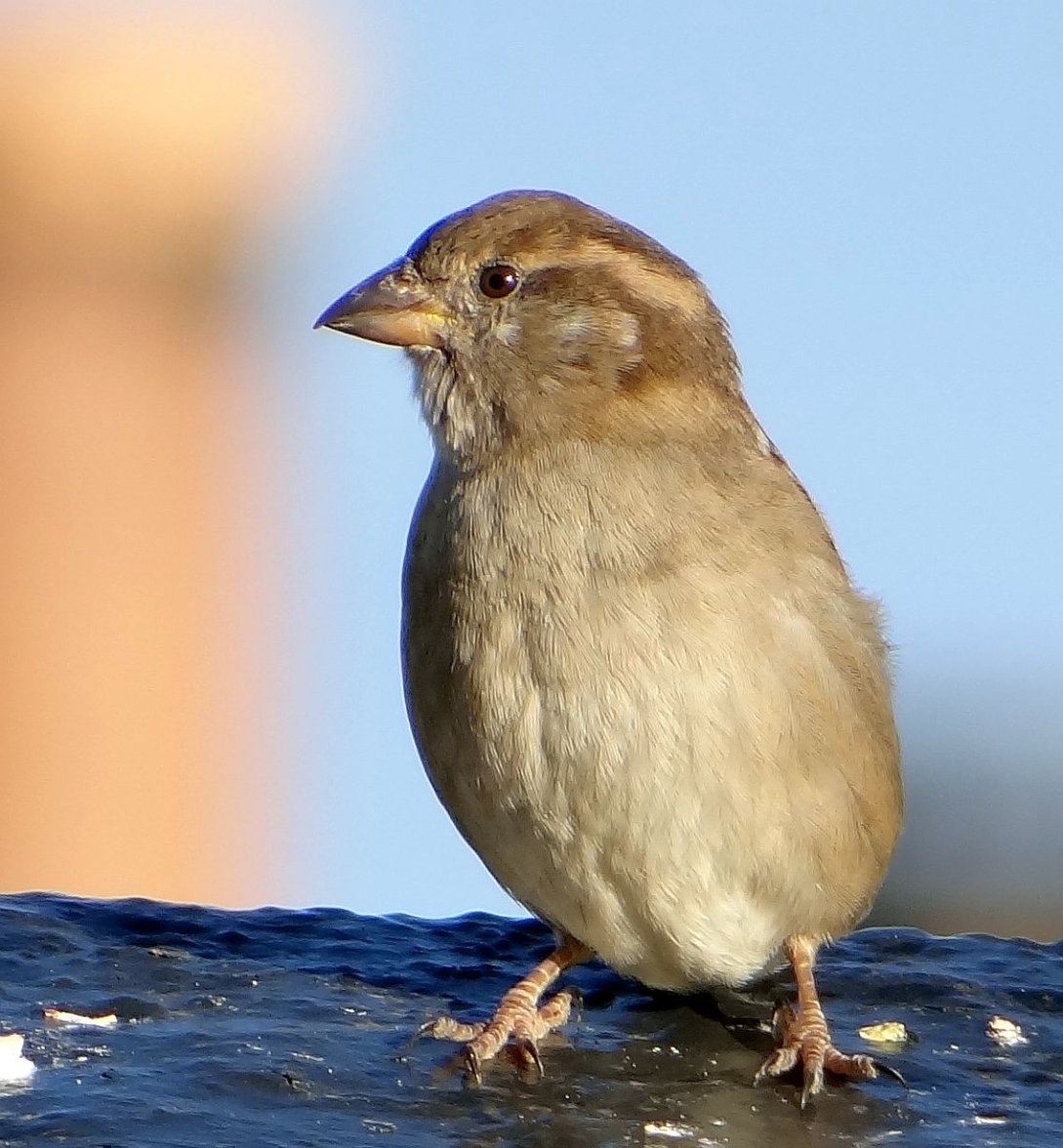 SPARROWS 55 020224.jpg