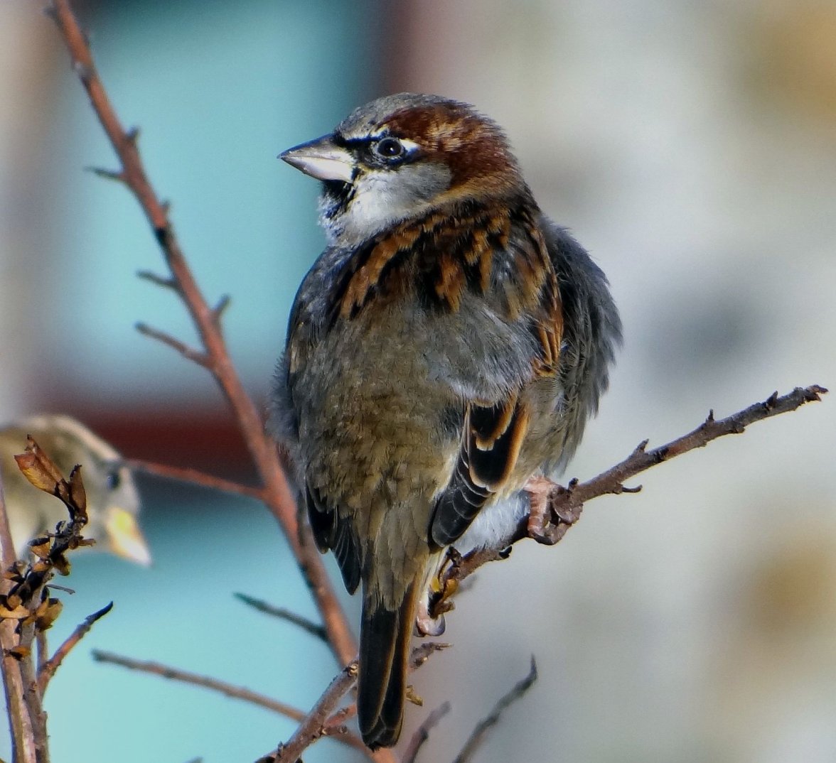 SPARROWS 56 020224.jpg