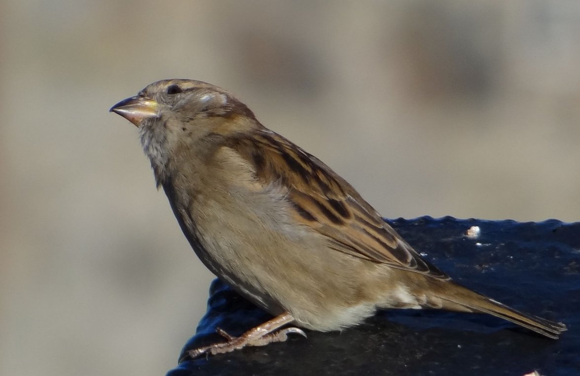 SPARROWS 57 020224.jpg