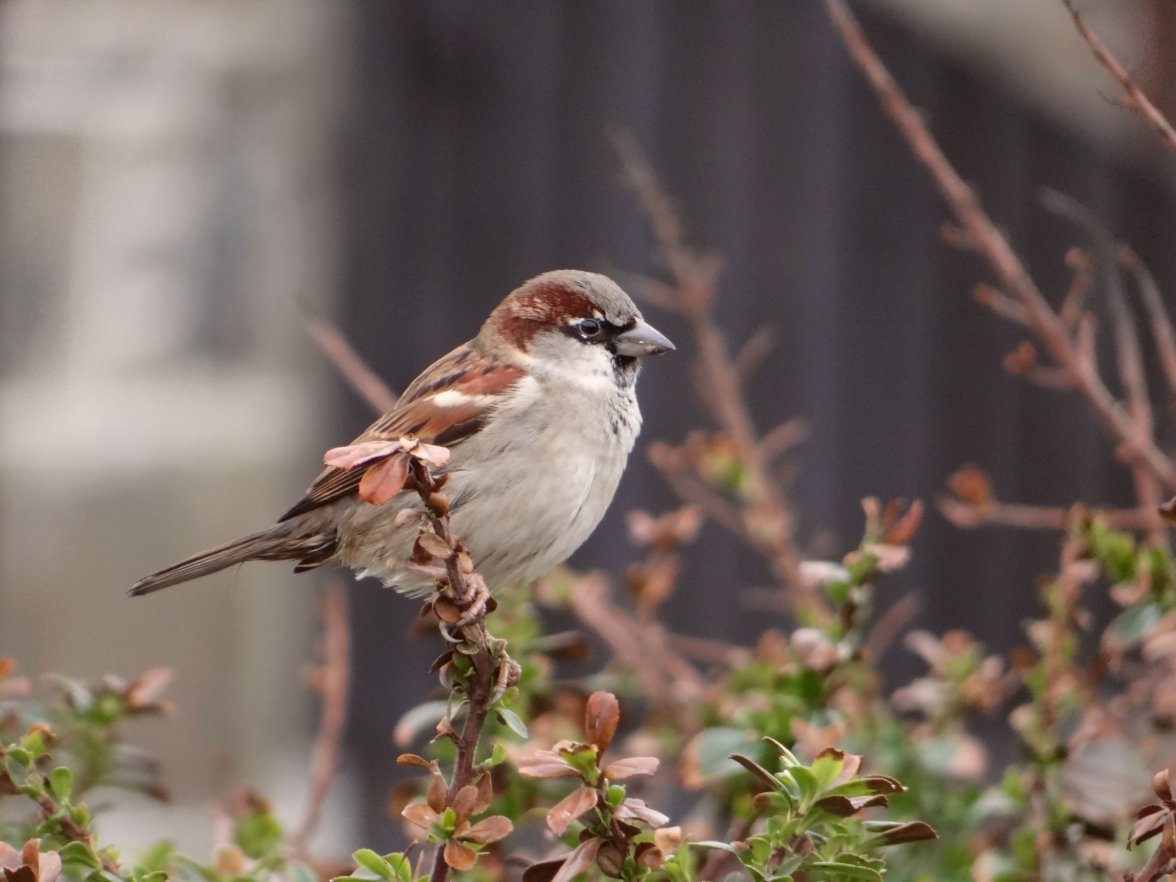 COCK SPARROW 49 110224.jpg