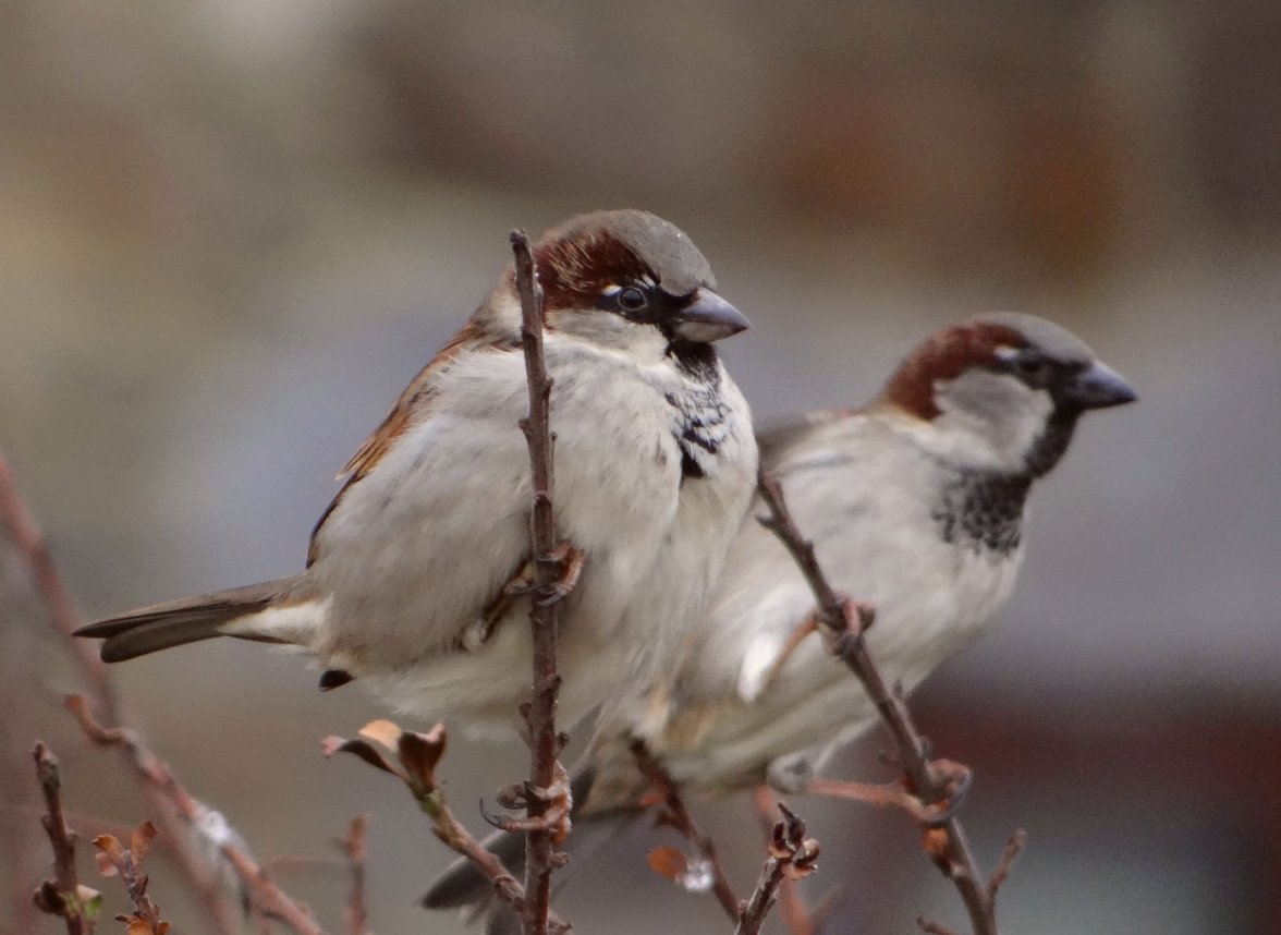 COCK SPARROW 50 110224.jpg