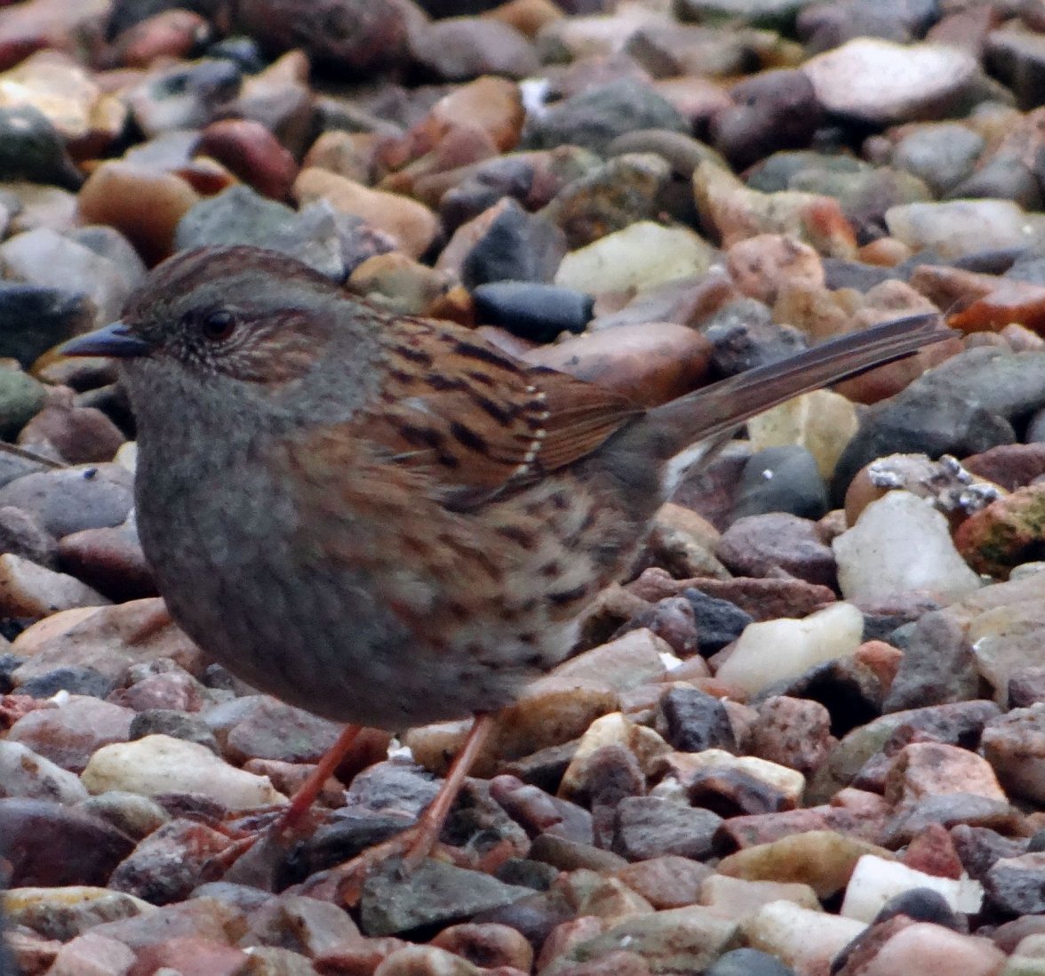 DUNNOCK 3 110224.jpg