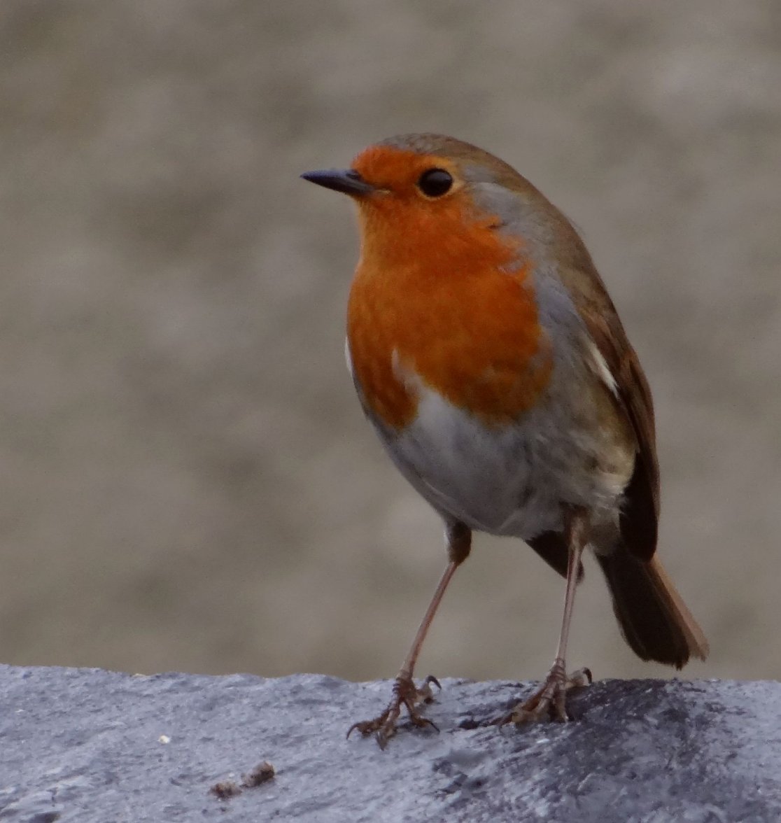 ROBIN 24 110224.jpg