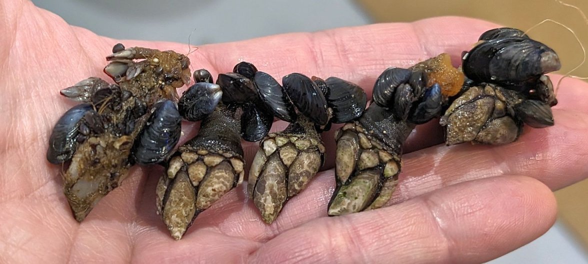SGMT Goose Barnacles PXL_20240211_174349047.jpg