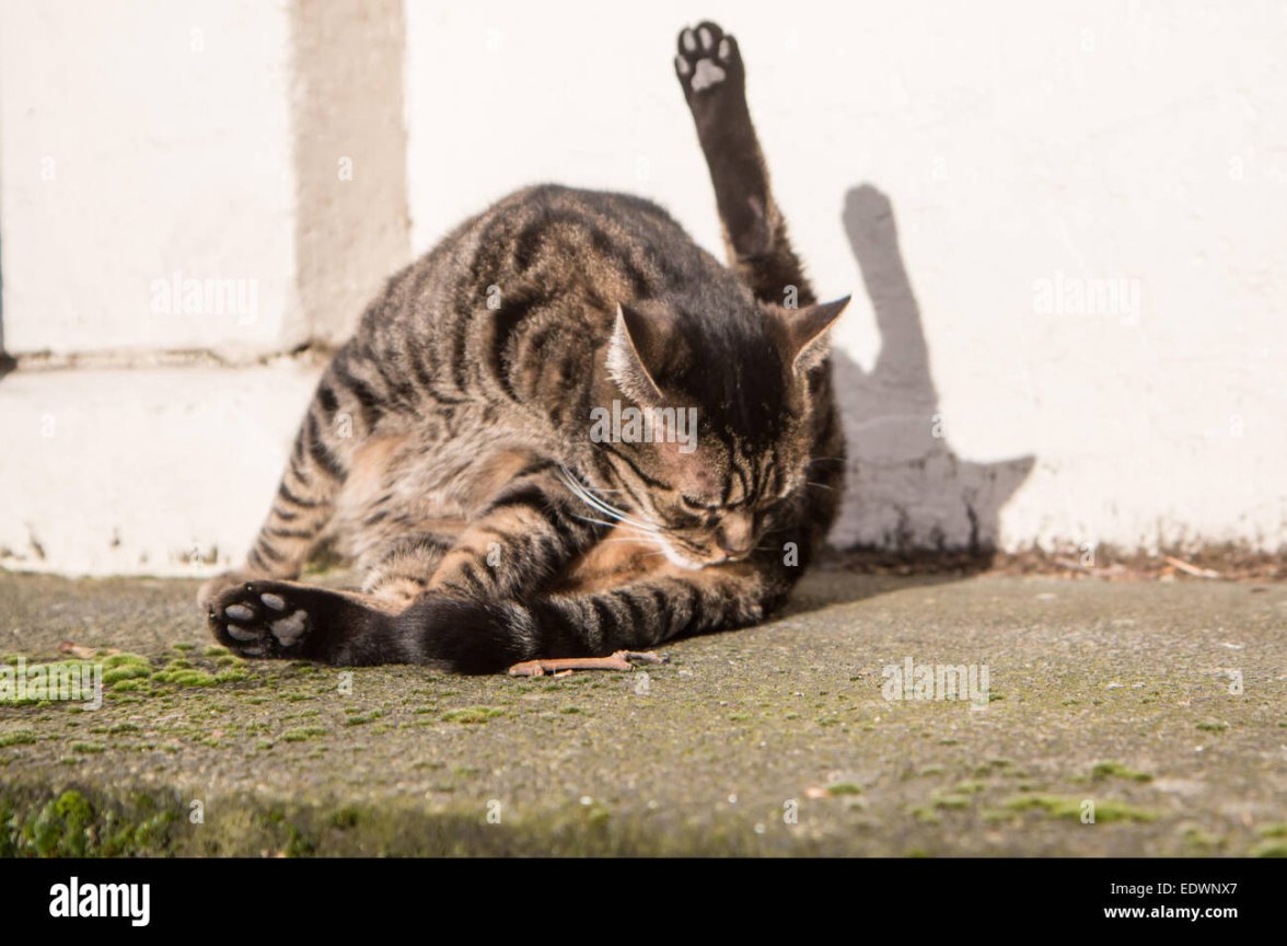 cat-licking-its-bum-in-the-sun-EDWNX7.jpg