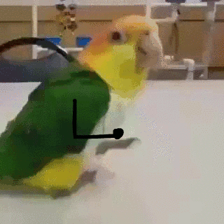 birdgif.gif