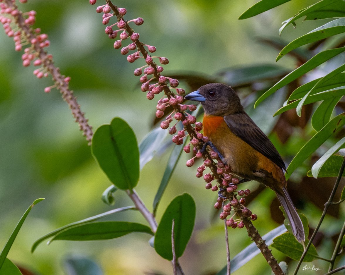 Awesome Bird Portrait.jpg