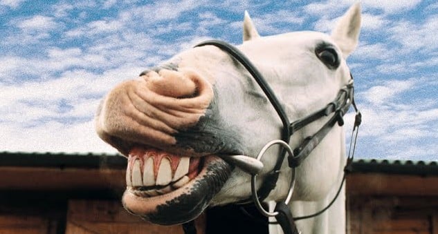 horse's mouth.jpg