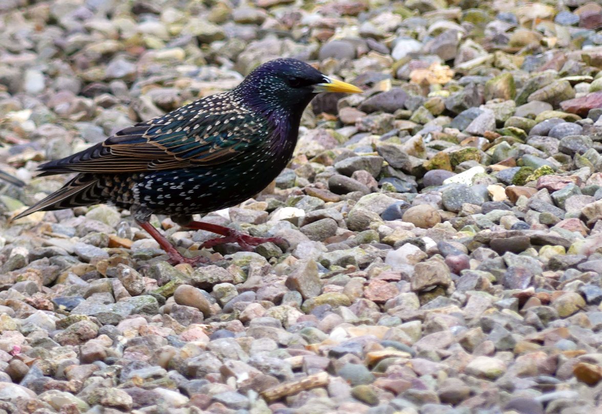 STARLING 1 090324.jpg