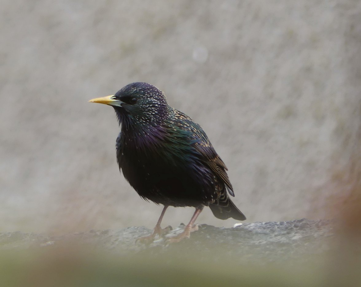 STARLING 2 090324.jpg