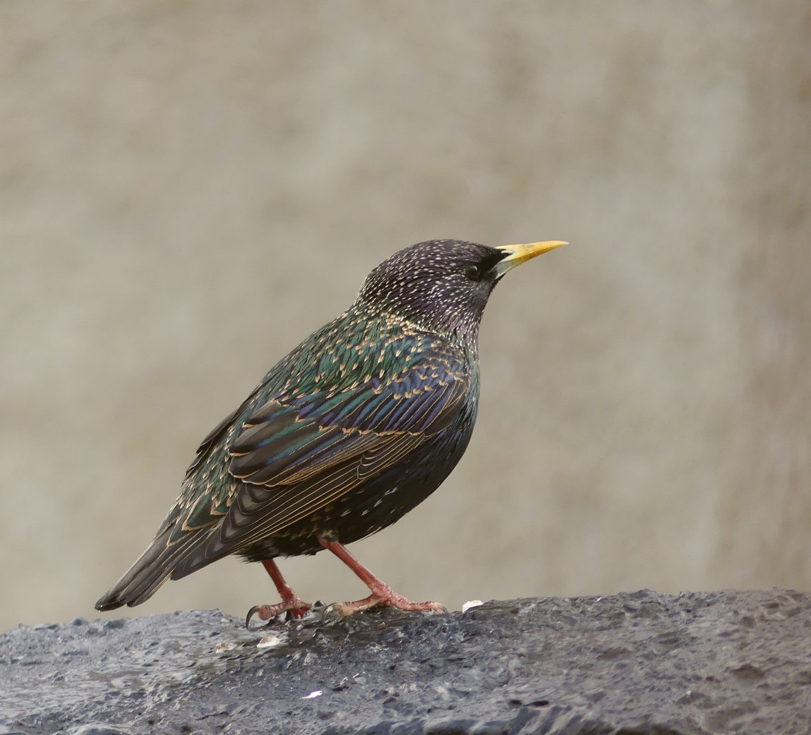 STARLING 3 090324.jpg