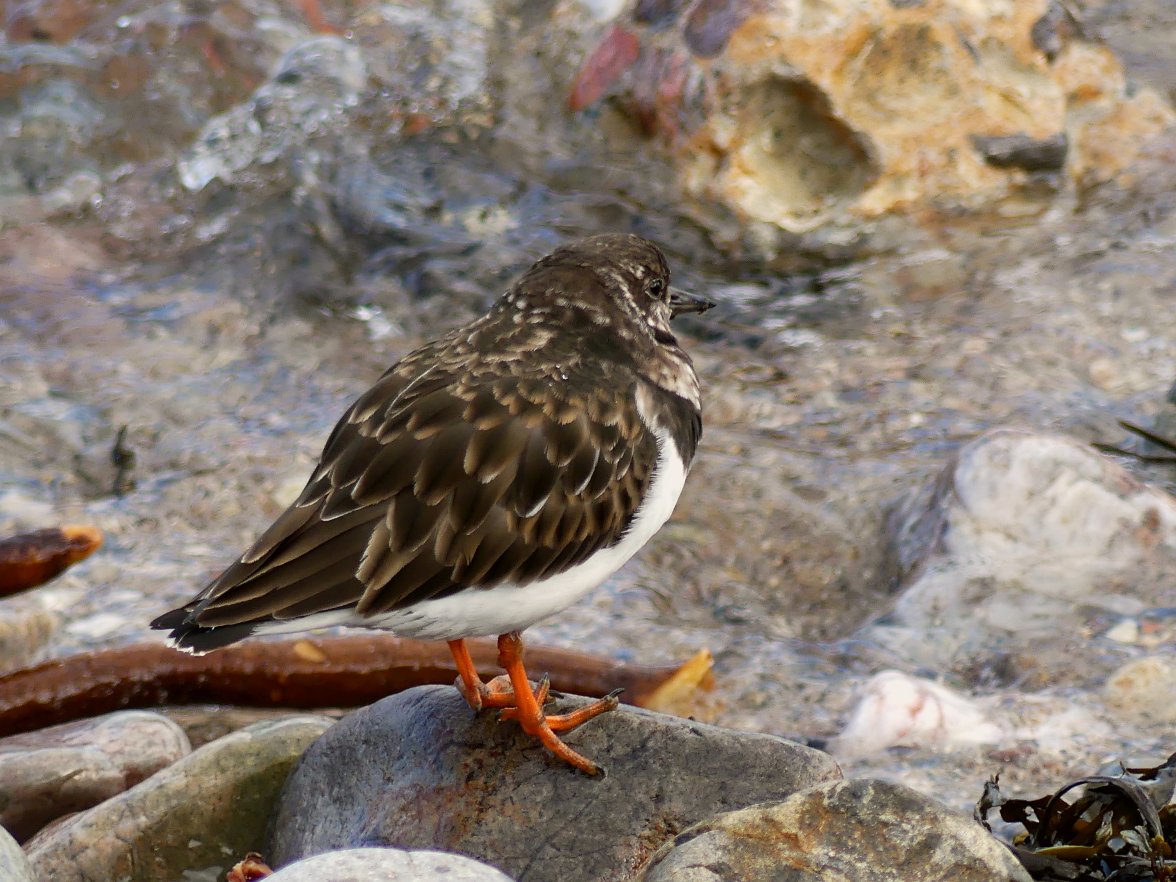 TURNSTONE 1 090324.jpg