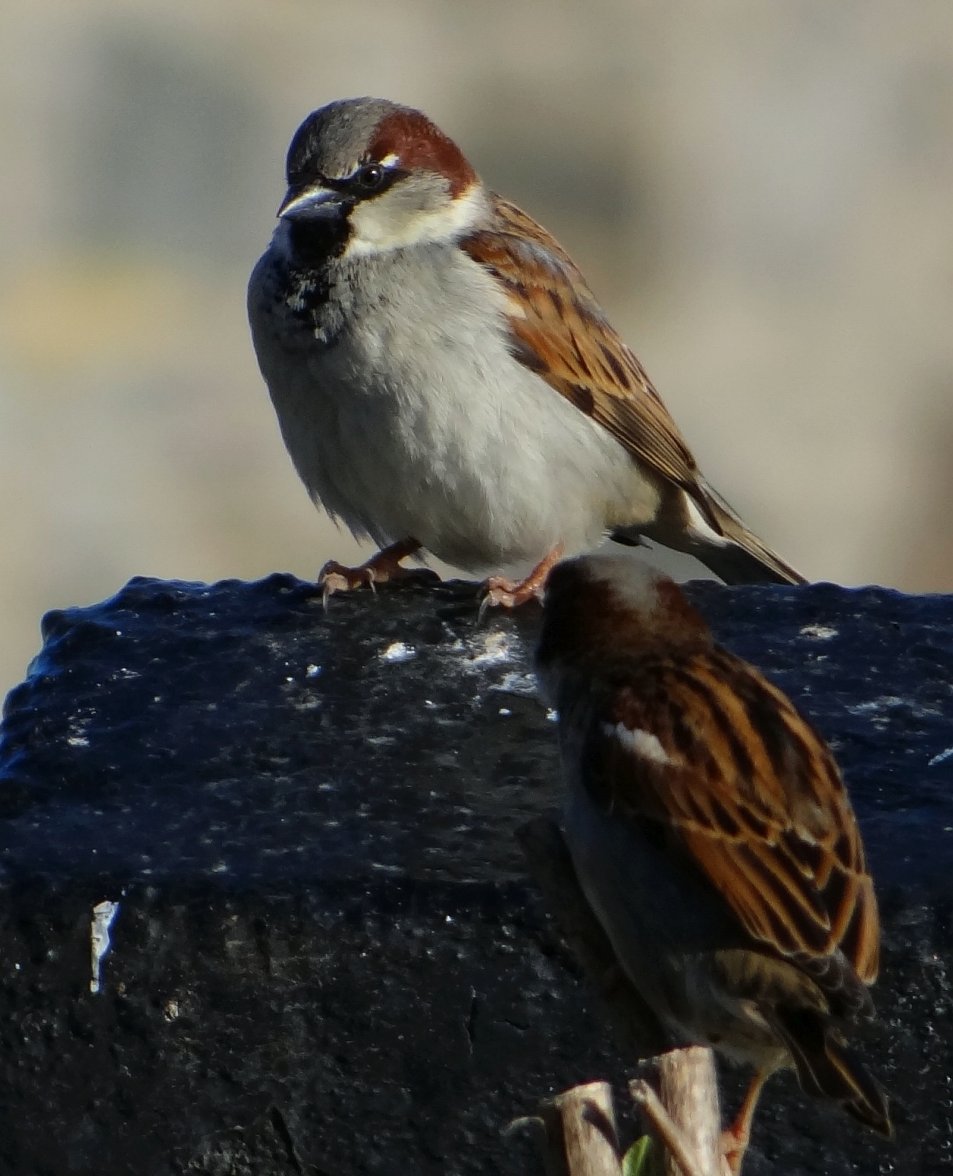 COCK SPARROW 53 160324.jpg