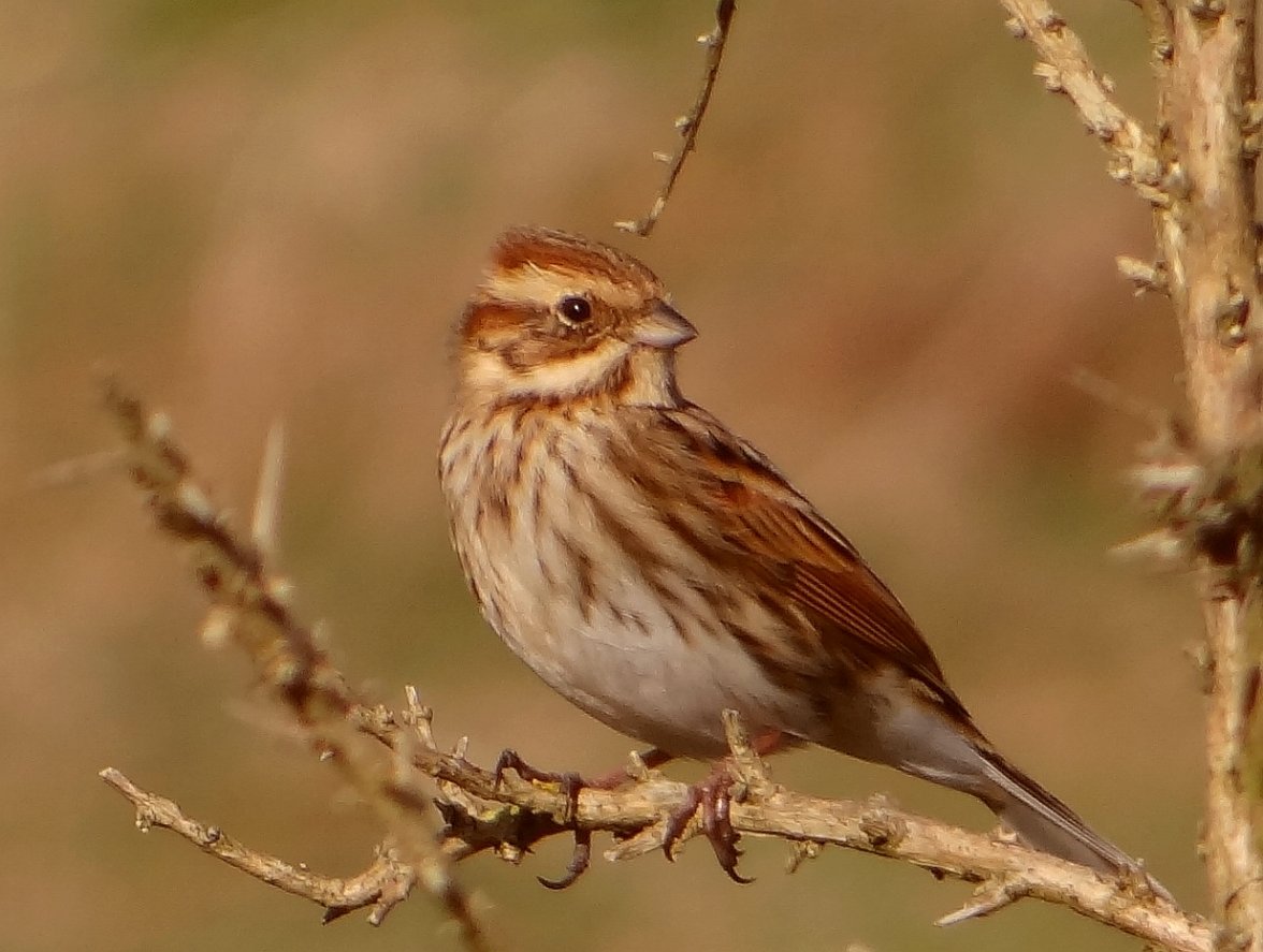 FE REED BUNTING 3 180324.jpg