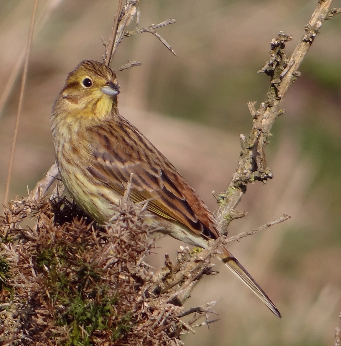 FE YELLOWHAMMER 1 180324.jpg