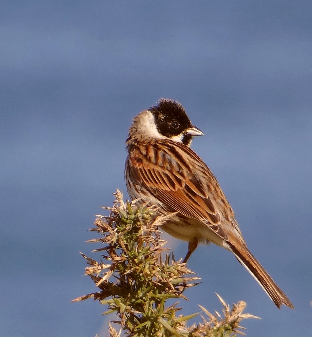 REED BUNTING 5 180234.jpg