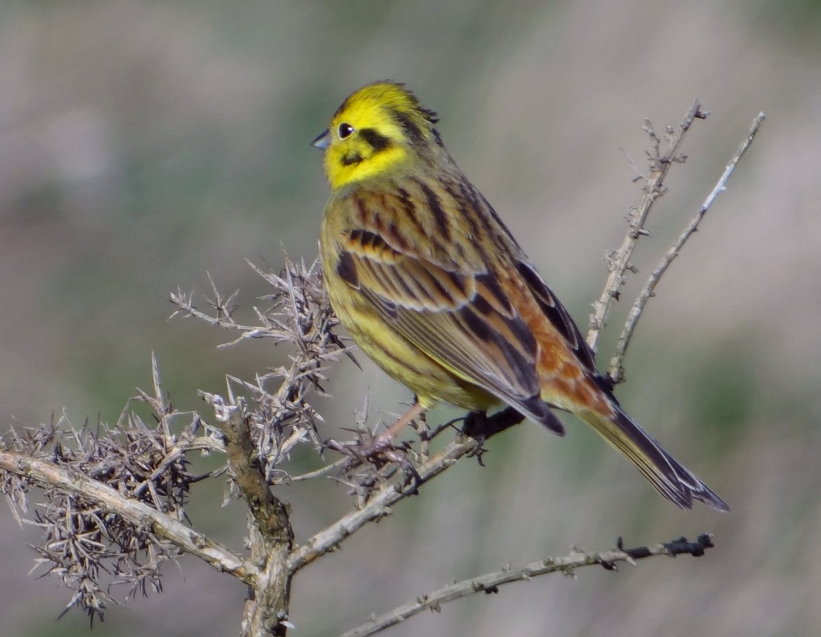 YELLOWHAMMER 2 180324.jpg