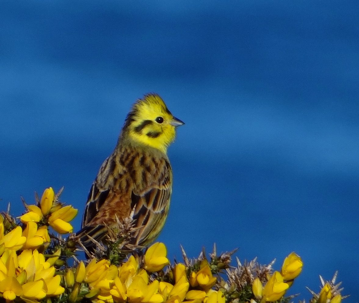 YELLOWHAMMER 8 290324.jpg