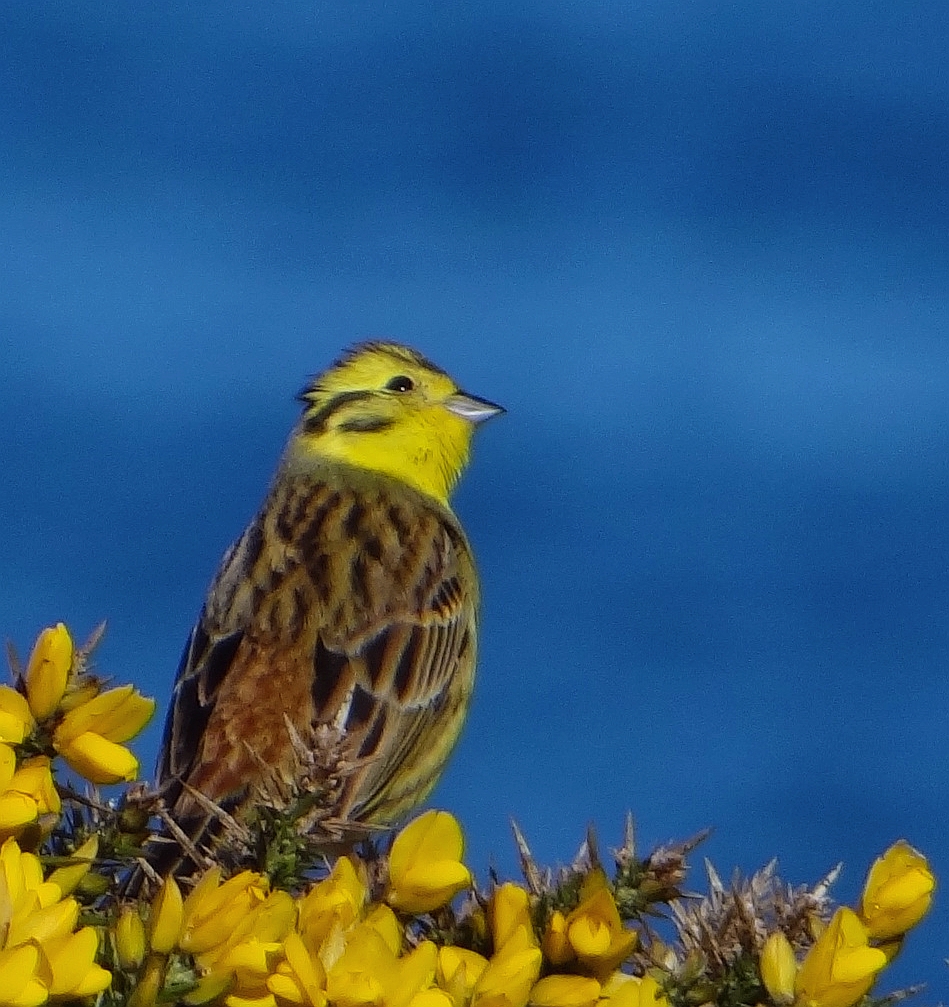 YELLOWHAMMER 10 290324.jpg