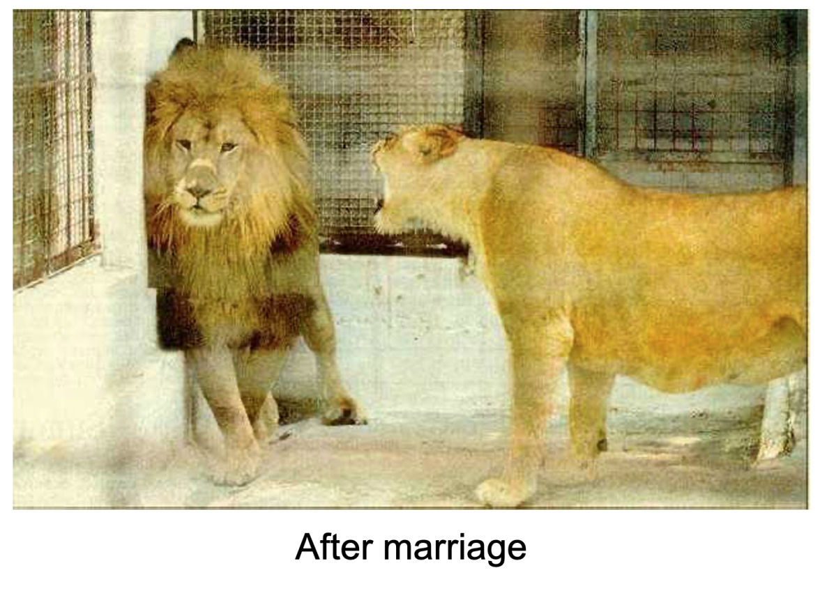 Screen Shot 2024-04-04 at 2.24.33 pm.png