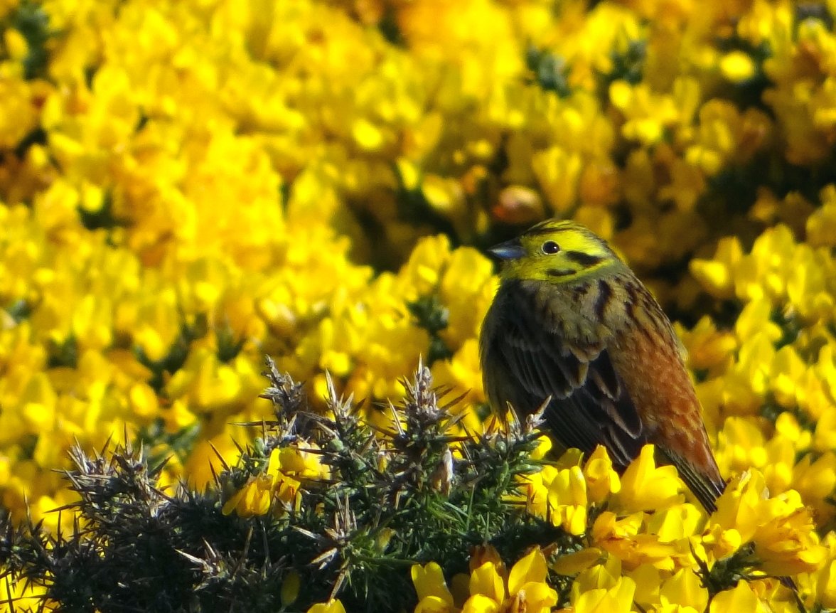 YELLOWHAMMER 13 170424.jpg