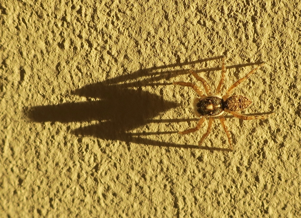 spinne schatten.JPG