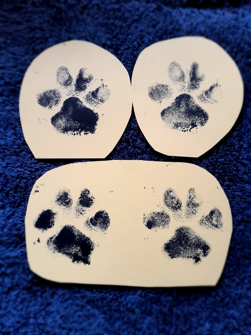 ISA PAW PRINTS 1 0424.jpg ISA PAW PRINTS 1 0424.jpg