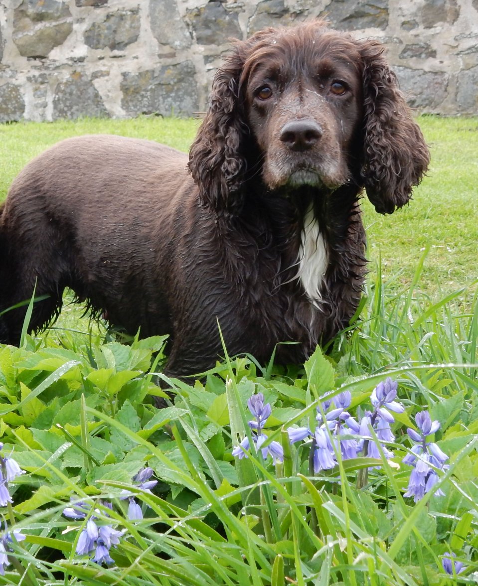 ISA BLUEBELLS 1 130518.jpg ISA BLUEBELLS 1 130518.jpg