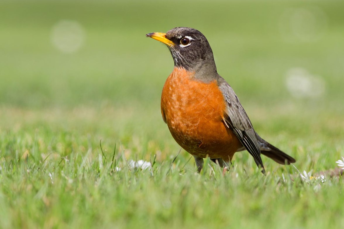 AmericanRobin1.jpg