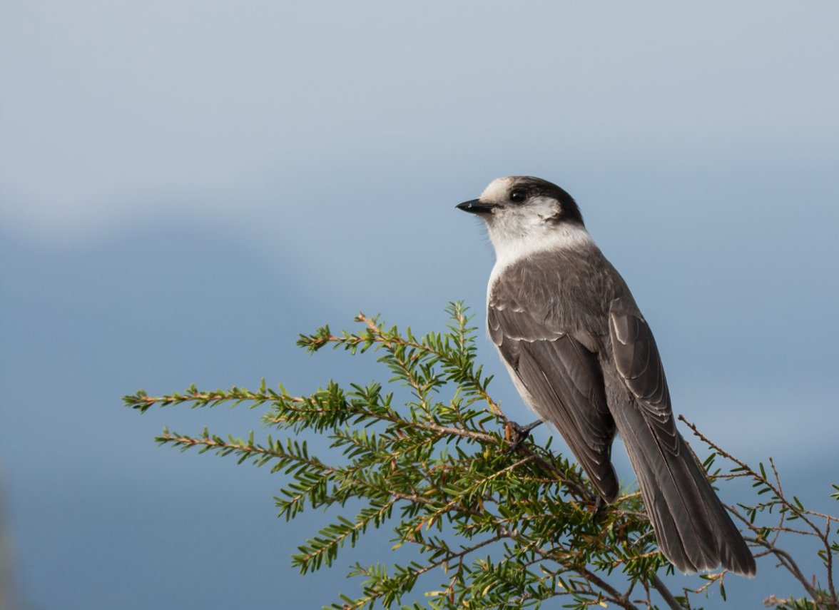 Canada Jay.jpg