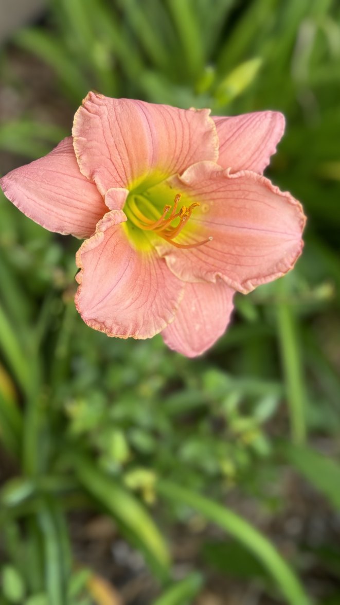 IMG_4374.jpeg