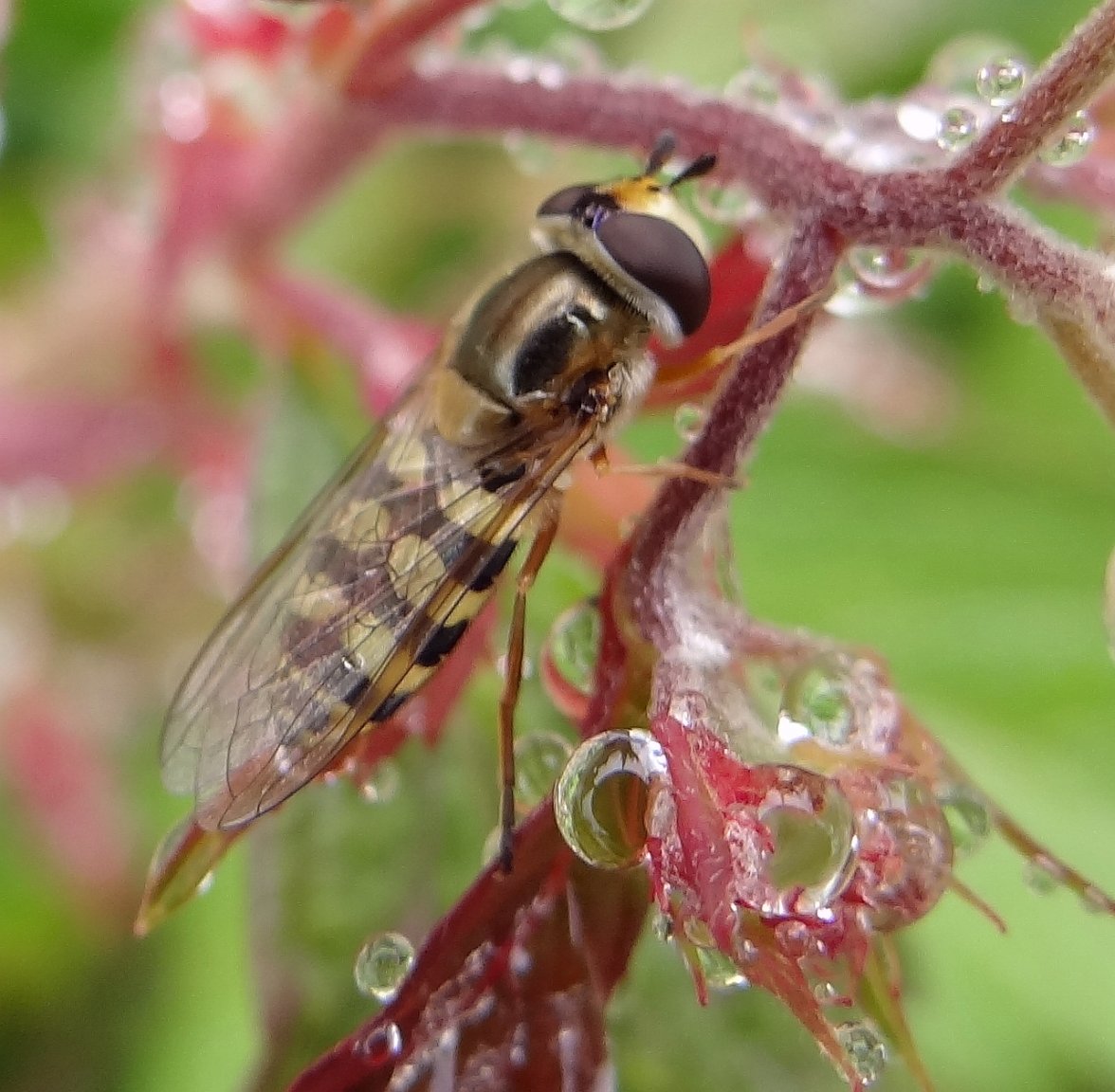 HOVERFLY 21 240524.jpg