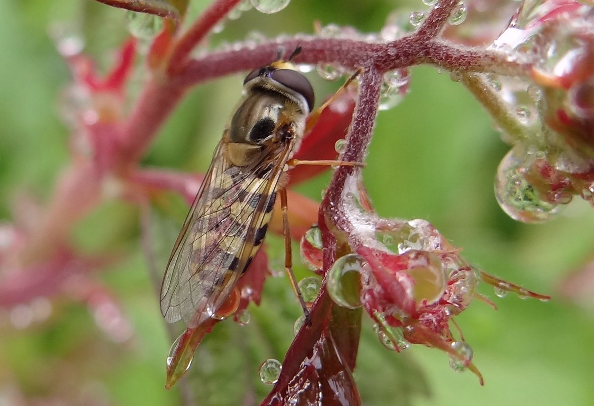 HOVERFLY 22 240524.jpg