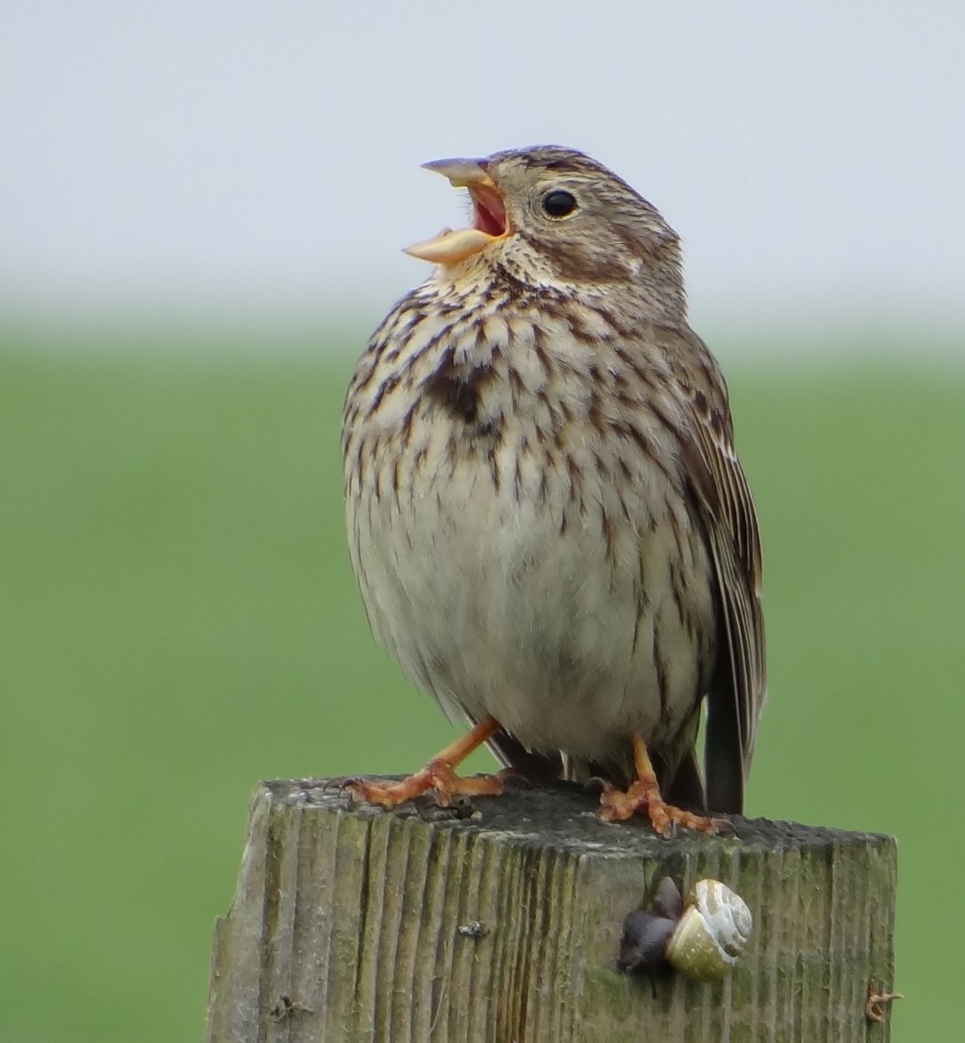 SKYLARK 29 240524.jpg