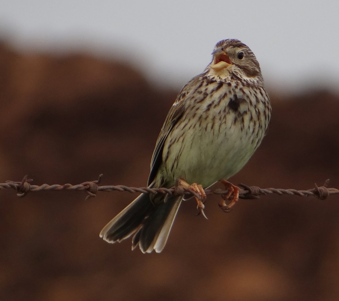 SKYLARK 33 240524.jpg