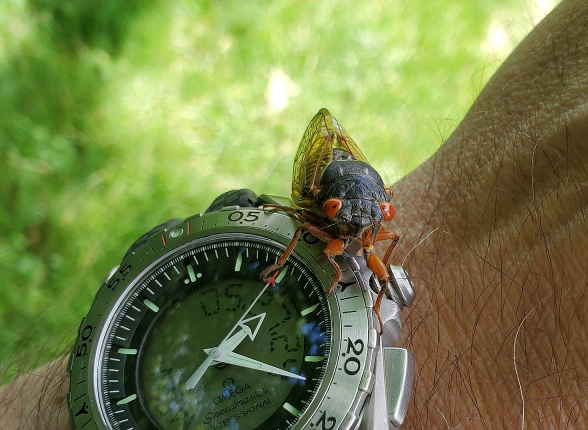 X-33 Cicada 2024 ws 3 20240527_132218.jpg