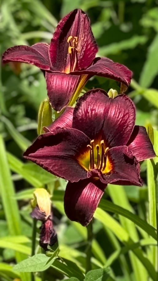 IMG_4522.jpeg