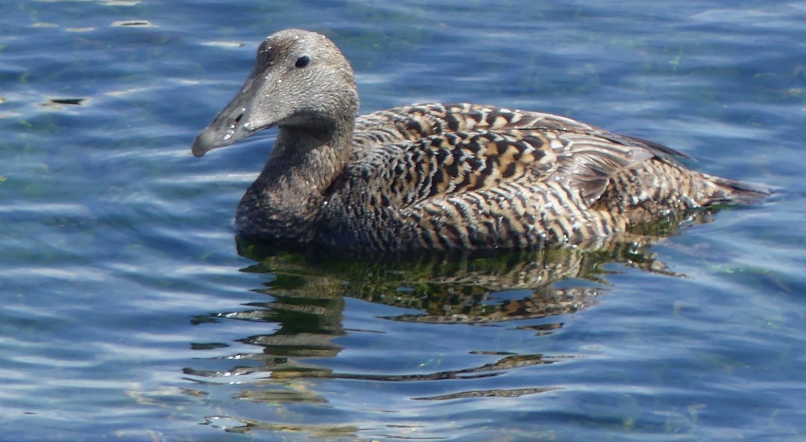 EIDER DUCK 12 020624.jpg