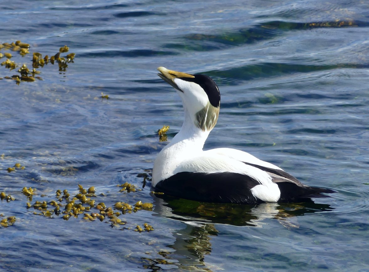 EIDER DUCK 17 020624.jpg