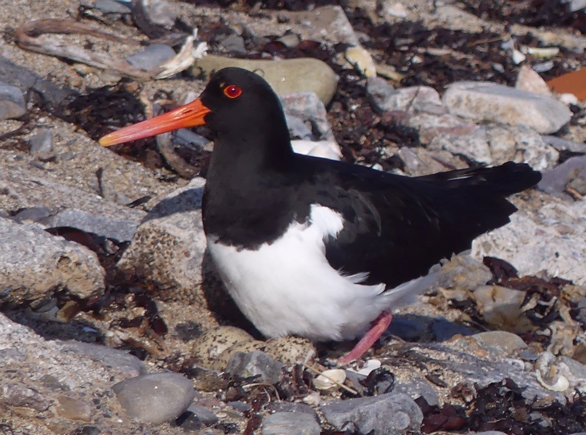 OYSTERCATCHER on EGGS 3 05624.jpg