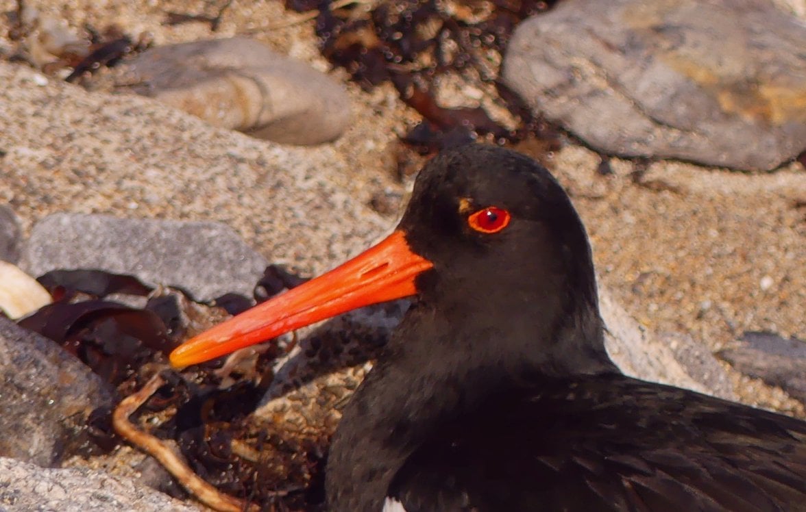 OYSTERCATCHER on EGGS 10 05624.jpg