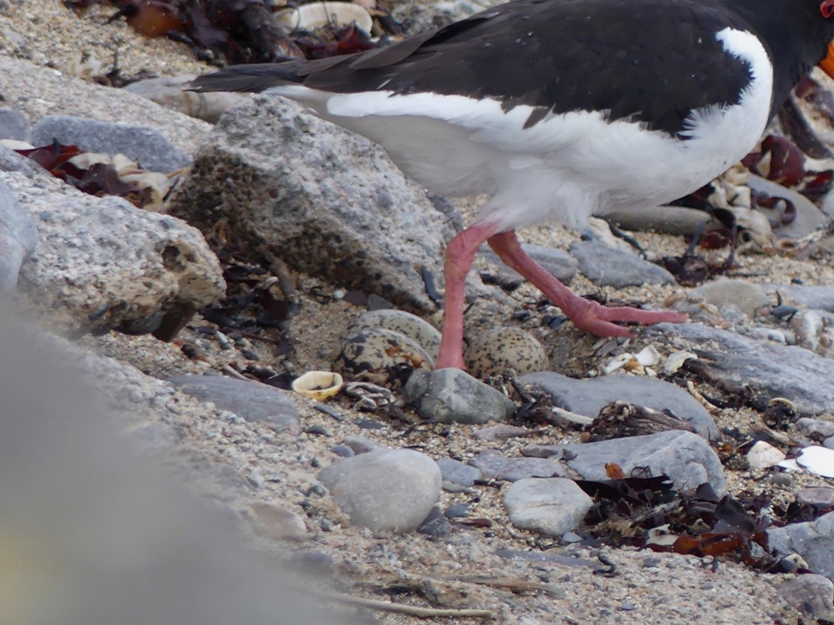 OYSTERCATCHER on EGGS 12 110624.jpg