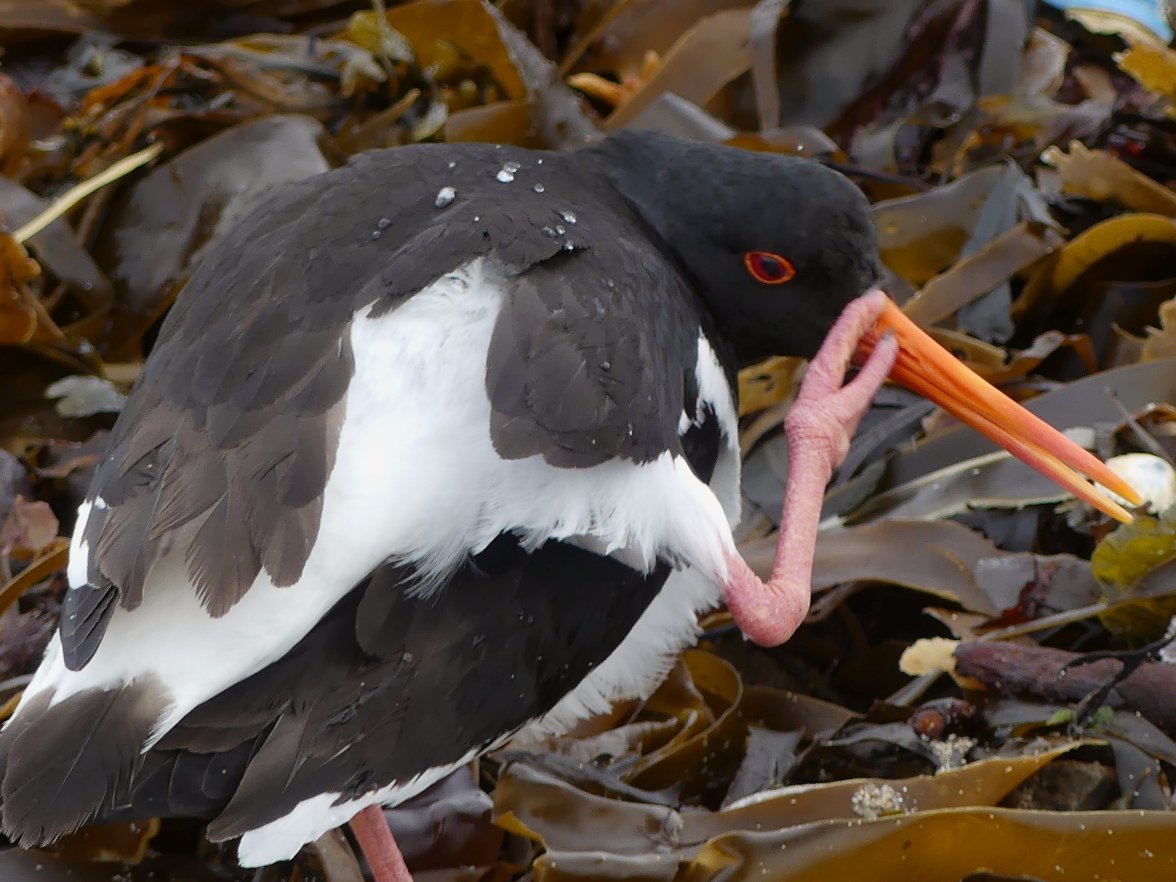 OYSTERCATCHER on EGGS 13 110624.jpg