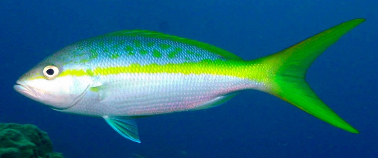 yellowtailsnapper.jpg